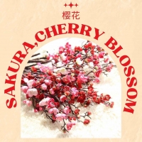 Sakura & Cherry Blossom